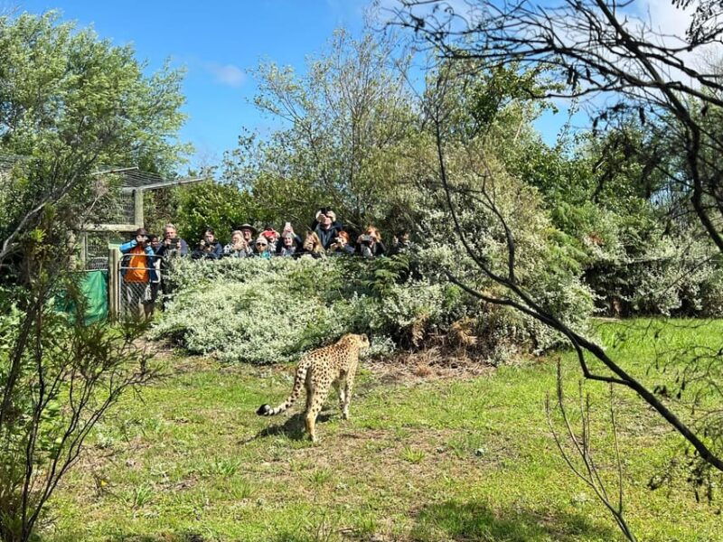 wild-cat-experience-1-hour-tour