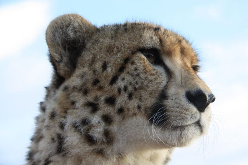 wild-cat-experience-1-hour-tour