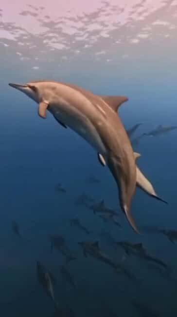 Wild Dolphin Encounter & Snorkeling Adventure  Mauritius. - Key Points