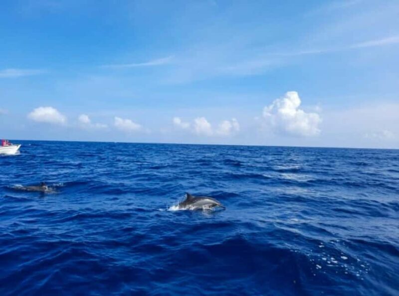 Wild Dolphin Encounter & Snorkeling Adventure  Mauritius. - Frequently Asked Questions