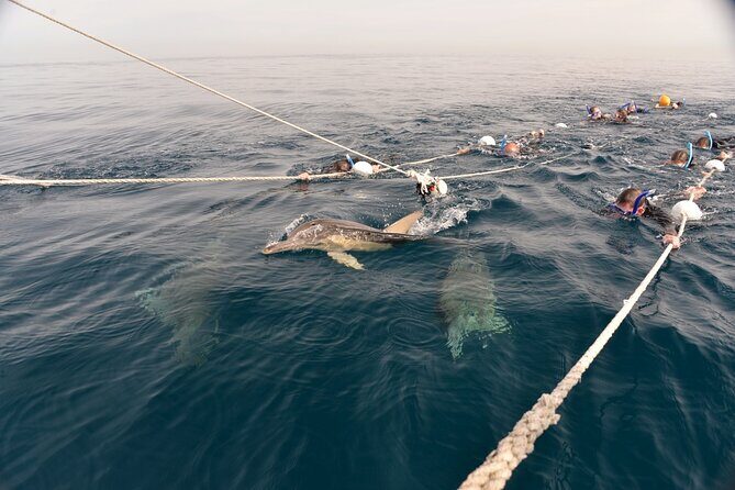 Wild Dolphin Swim Cruise - What Makes This Tour Stand Out