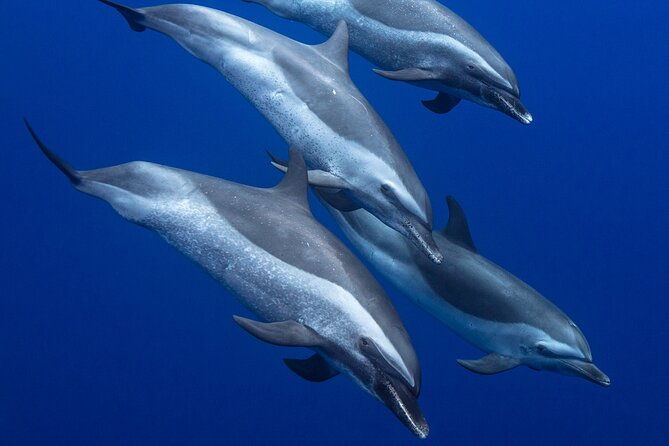 wild-dolphin-watching-and-snorkel-safari-off-west-coast-of-oahu