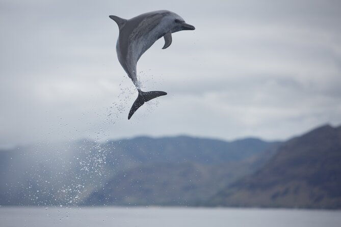 wild-dolphin-watching-and-snorkel-safari-off-west-coast-of-oahu