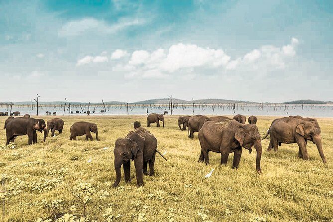 Wild Elephant Safari in Minneriya National Park - Key Points