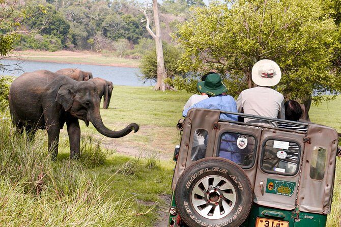 Wild Elephant Safari in Minneriya National Park - The Price and Its Value