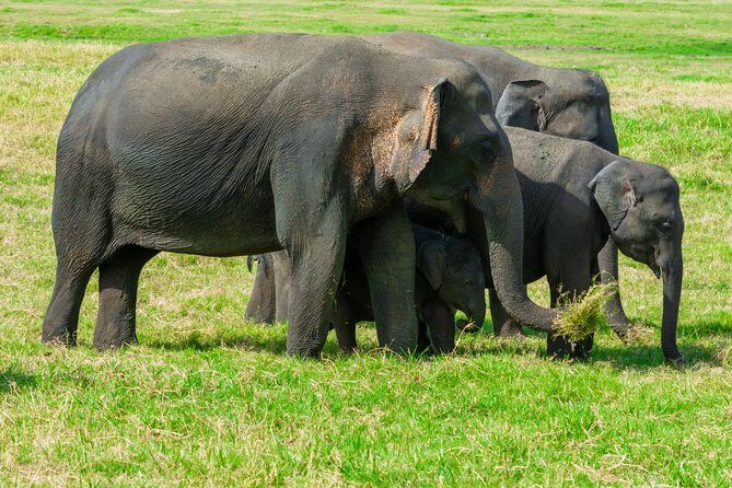 Wild Elephant Safari in Minneriya National Park - Who Should Consider This Safari?