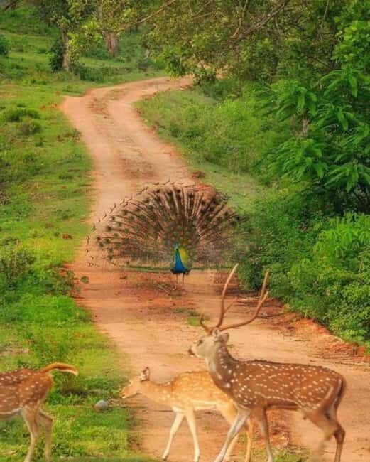 Wild Escape: 3 Days Ranthambore Safari Adventure from Delhi - Final Thoughts