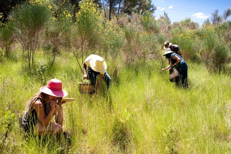 wild-experience-discover-cook-eat-the-local-wild-flora