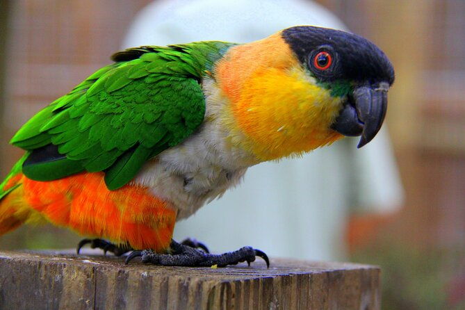 wild-florida-adventure-package-tour-with-transportation