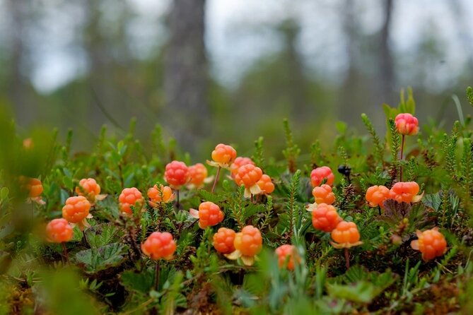 wild-forest-berries-and-mushrooms-picking-tour