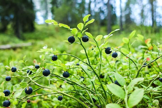 wild-forest-berries-and-mushrooms-picking-tour