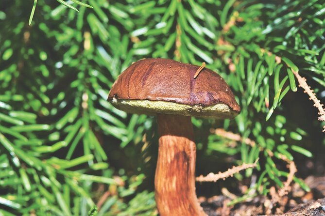 wild-forest-berries-and-mushrooms-picking-tour