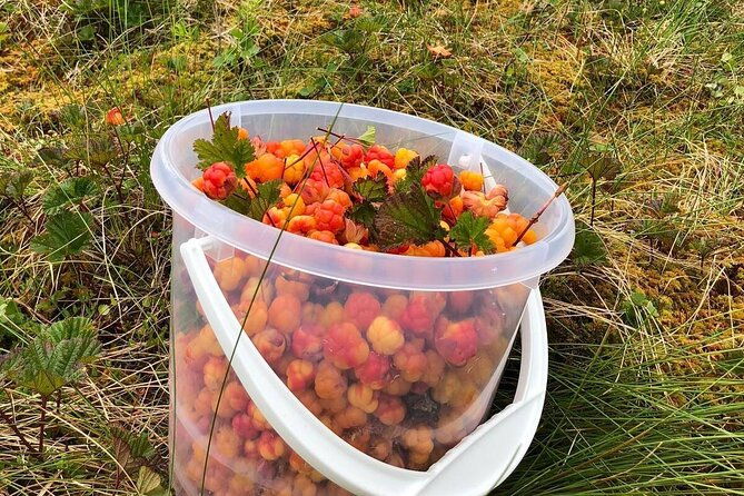 wild-forest-berries-and-mushrooms-picking-tour