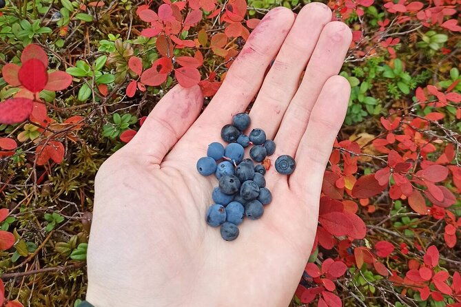 wild-forest-berries-and-mushrooms-picking-tour