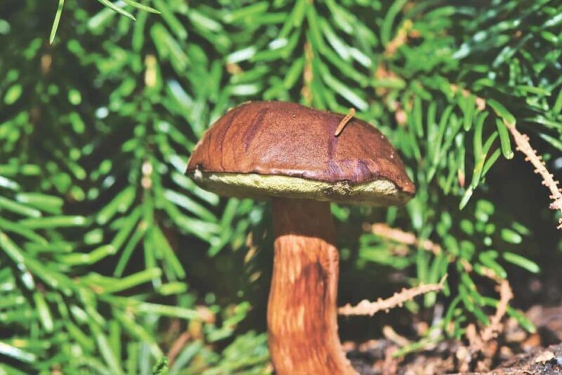 Wild forest mushrooms and berries picking tour - Wild Forest Mushrooms and Berries Picking Tour: A Genuine Lapland Experience