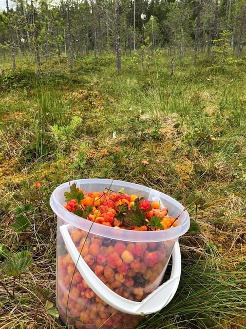 Wild forest mushrooms and berries picking tour - Key Points