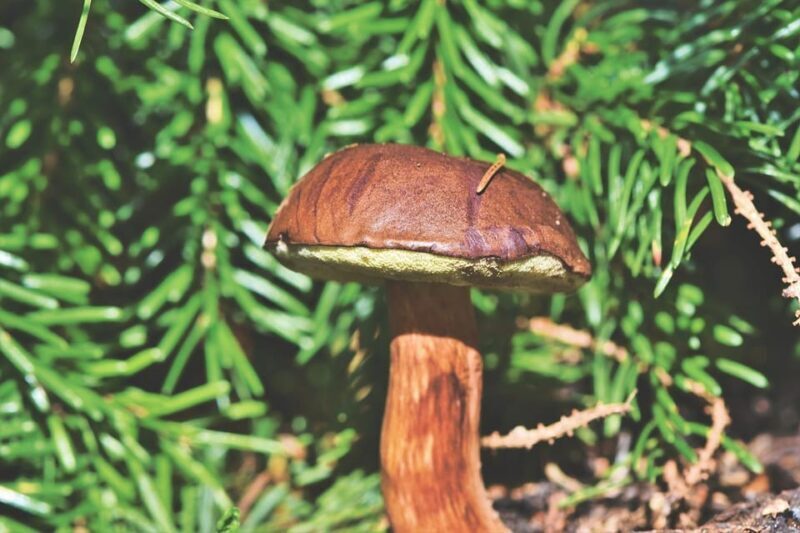 Wild forest mushrooms and berries picking tour - What to Expect During the Tour