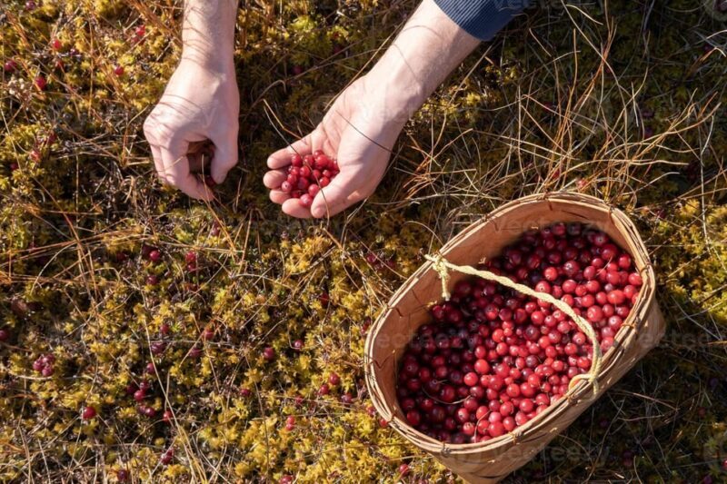 Wild forest mushrooms and berries picking tour - The Practicalities: What’s Included and What to Know