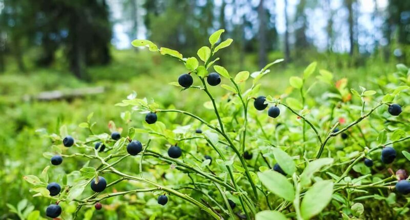Wild forest mushrooms and berries picking tour - Why This Tour Offers Genuine Value