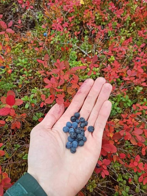 Wild forest mushrooms and berries picking tour - Final Thoughts