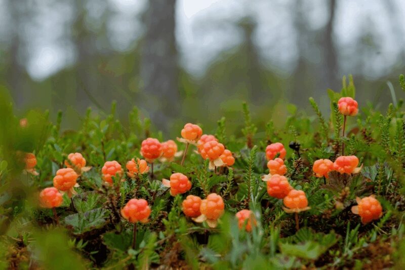 Wild forest mushrooms and berries picking tour - FAQ