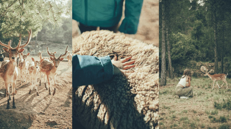 wild-forest-reserve-foundation-caregiver-for-a-day