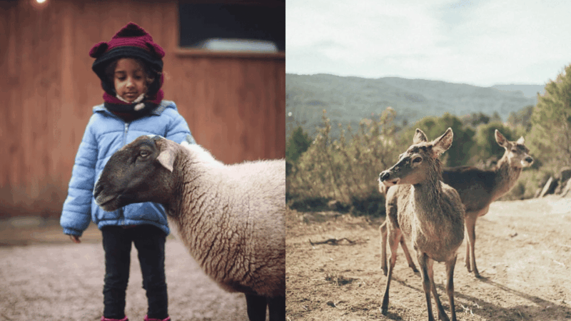 wild-forest-reserve-foundation-caregiver-for-a-day