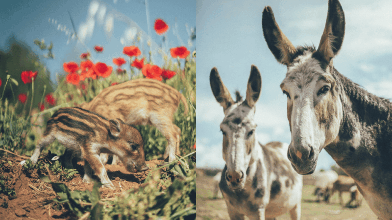 wild-forest-reserve-foundation-caregiver-for-a-day