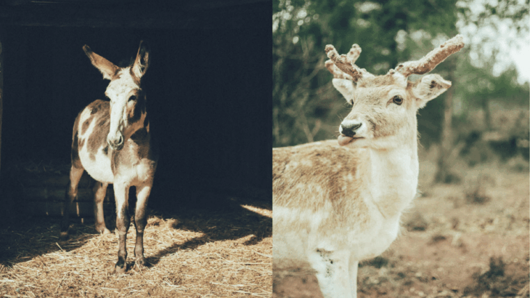 wild-forest-reserve-foundation-caregiver-for-a-day