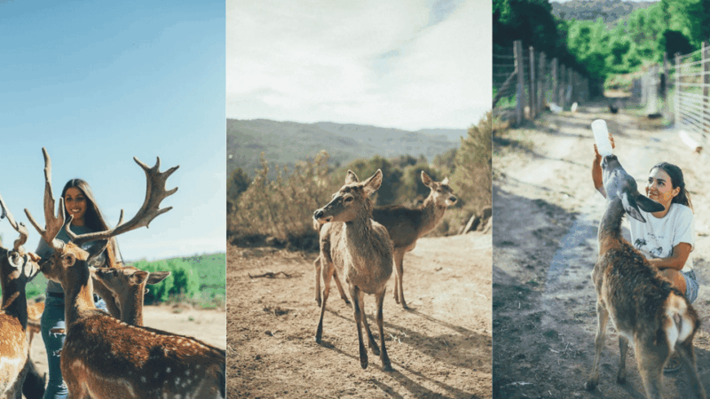 wild-forest-reserve-foundation-visit