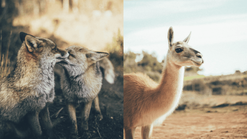 wild-forest-reserve-foundation-visit