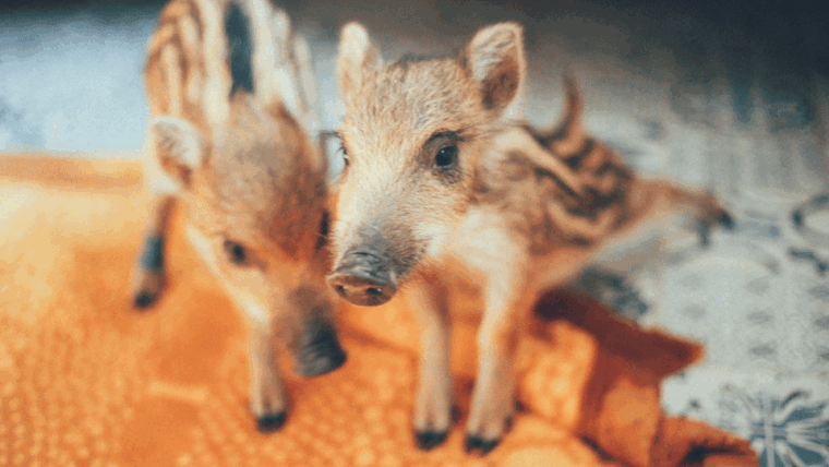 wild-forest-reserve-foundation-visit