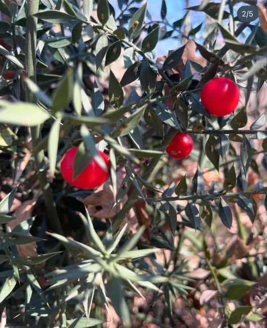 Wild Fruit Picking Experience at Hani i Qerosit - An Authentic Taste of Albanian Nature