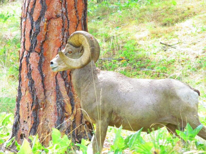 wild-horse-island-flathead-lake-kayak-tour