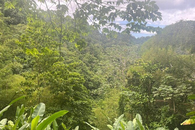 wild-immersion-hiking-in-the-heart-of-the-rainforest