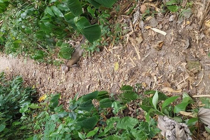 wild-immersion-hiking-in-the-heart-of-the-rainforest