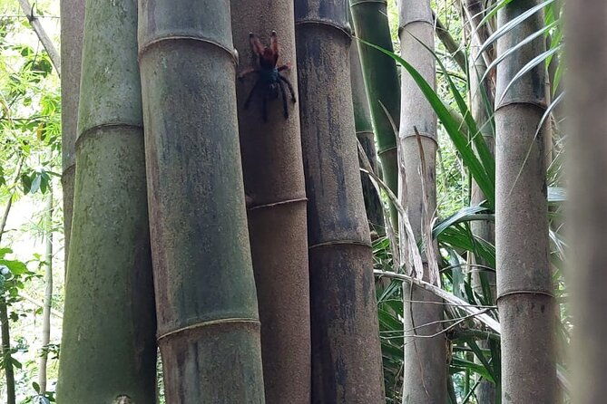 wild-immersion-hiking-in-the-heart-of-the-rainforest