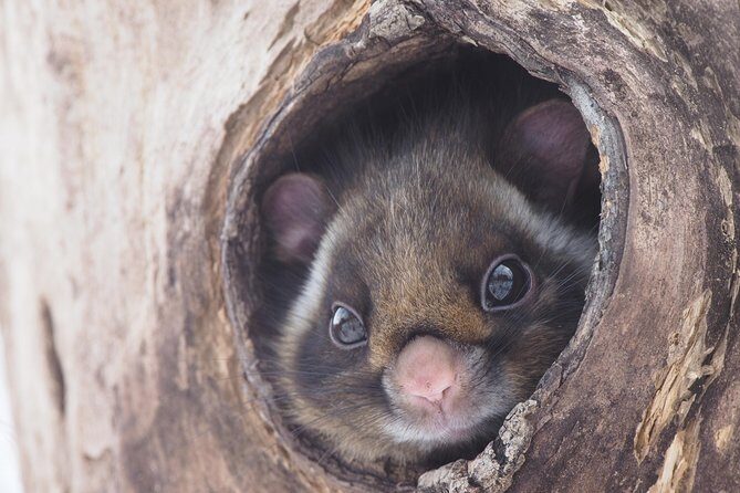 Wild Japanese Flying Squirrel Watching Tour in Nagano - An In-Depth Look at the Tour Experience