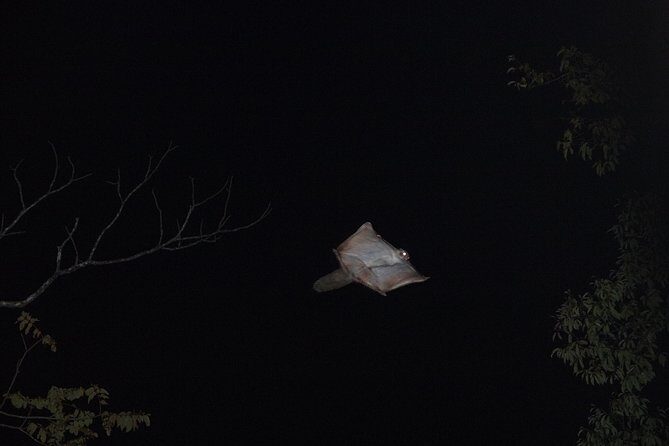 Wild Japanese Flying Squirrel Watching Tour in Nagano - The Practical Touch: Binoculars and Group Size