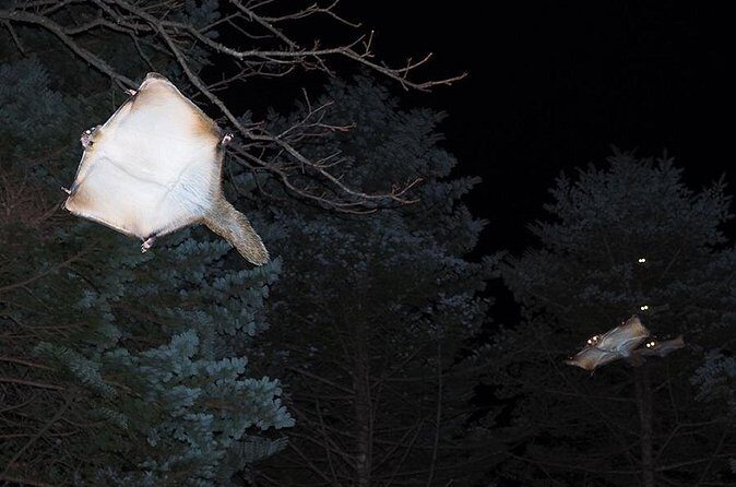 Wild Japanese Flying Squirrel Watching Tour in Nagano - Timing and Logistics