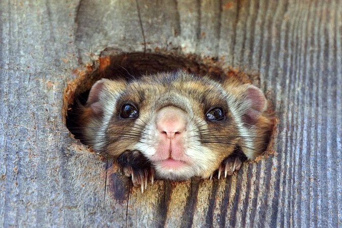 Wild Japanese Flying Squirrel Watching Tour in Nagano - What Reviewers Are Saying