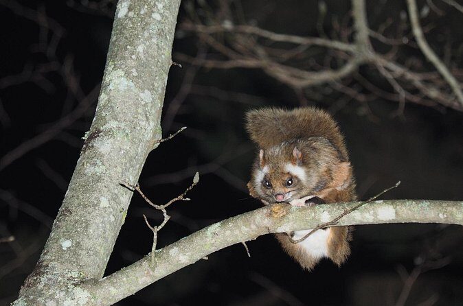 Wild Japanese Flying Squirrel Watching Tour in Nagano - Practical Tips for Visitors
