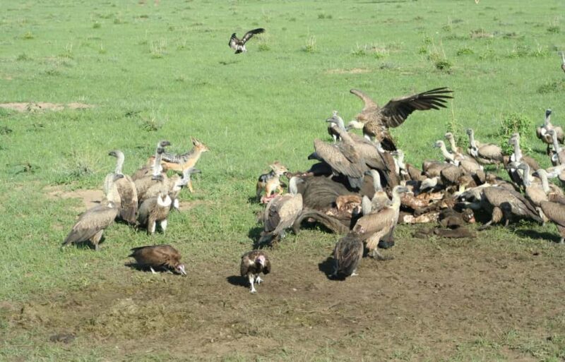 Wild Kenya Safari Explore Amboseli, Tsavo West & East 4 Days - Authentic Experiences & Insider Insights