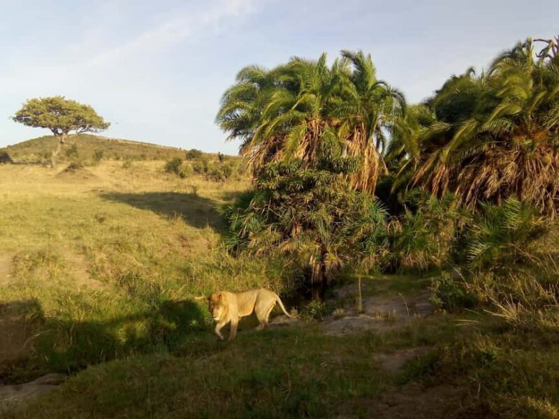 Wild Kenya Safari Explore Amboseli, Tsavo West & East 4 Days - Who Would Love This Tour?