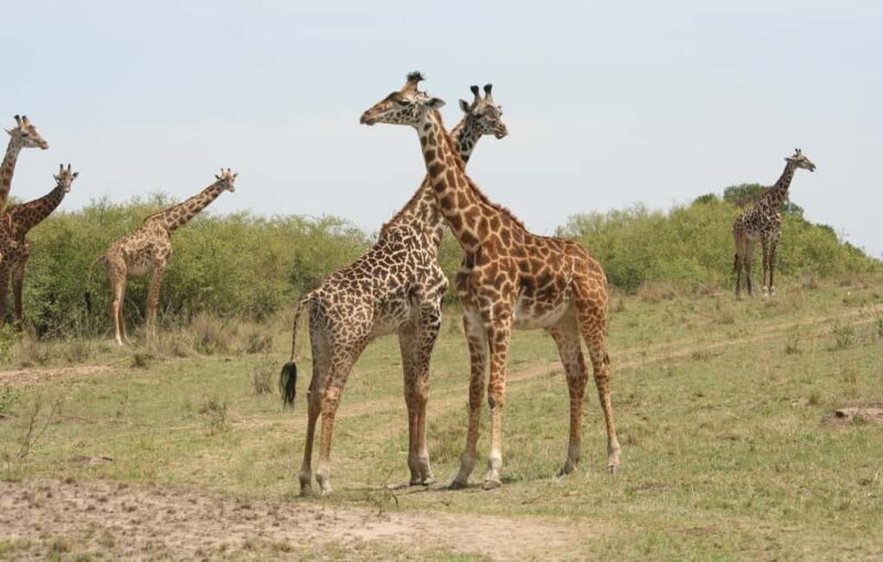Wild Kenya Safari Explore Amboseli, Tsavo West & East 4 Days - FAQ