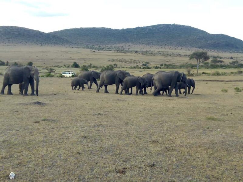 Wild Kenya Safari Explore Amboseli, Tsavo West & East 4 Days - Final Thoughts