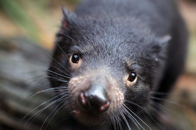 WILD LIFE Sydney Entrance Ticket - Introduction
