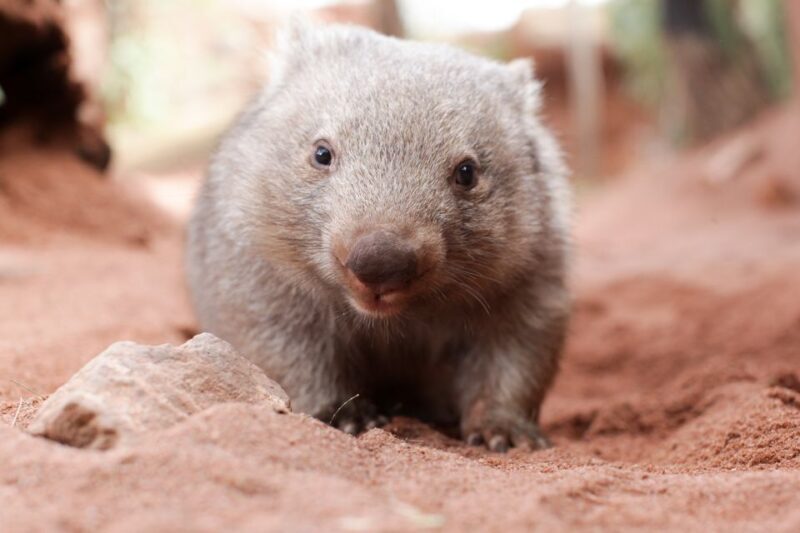 WILD LIFE Sydney Zoo - Key Points