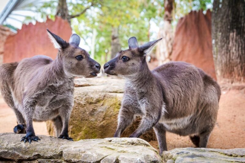 WILD LIFE Sydney Zoo - Who Will Love WILD LIFE Sydney Zoo?