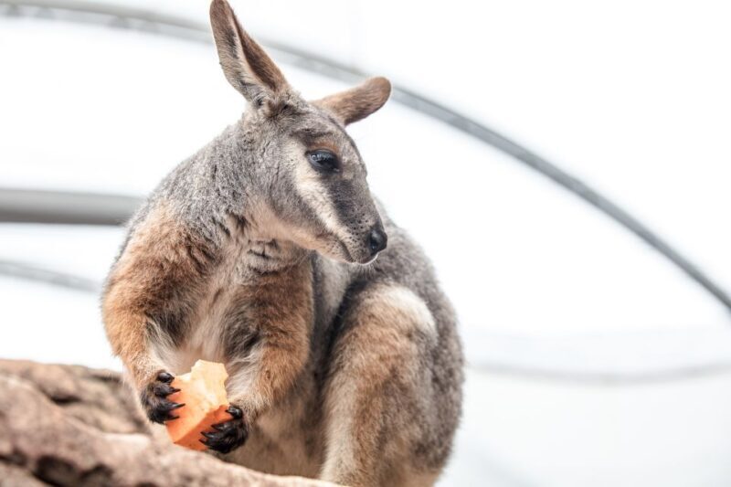 WILD LIFE Sydney Zoo - FAQ